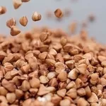 Зерно гречки,  гречиха оптом