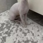 Киця канадський сфінкс, 10 місяців