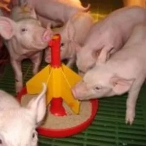 Концентрированый корм для свиней