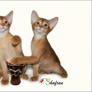 Абиссинские котята питомника Shafran