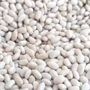 Пропонуємо квасолю від виробника у великих обсягах різних сортів. 