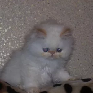 Продам котёнка  — Вінниця