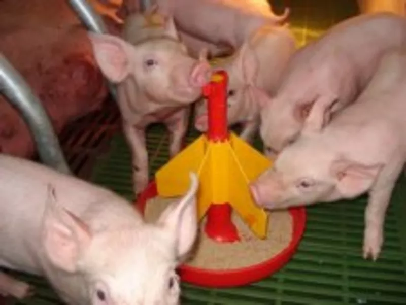 Концентрированый корм для свиней