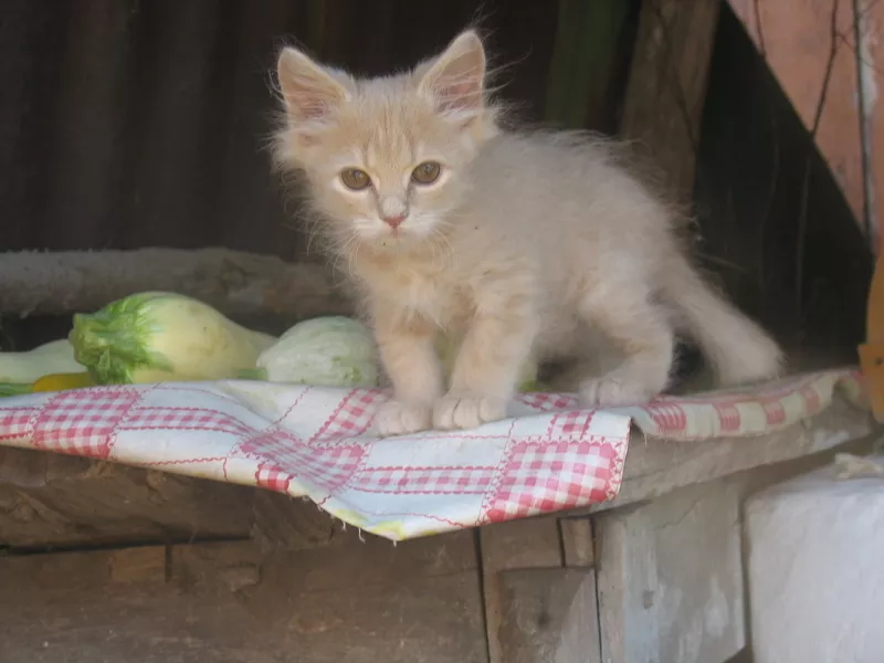 Милый котёнок для заботливой семьи