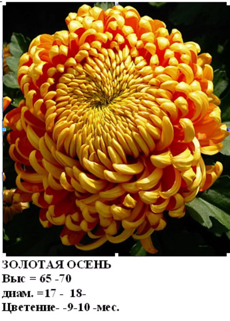саженцы Хризантемы крупноцветковой 5