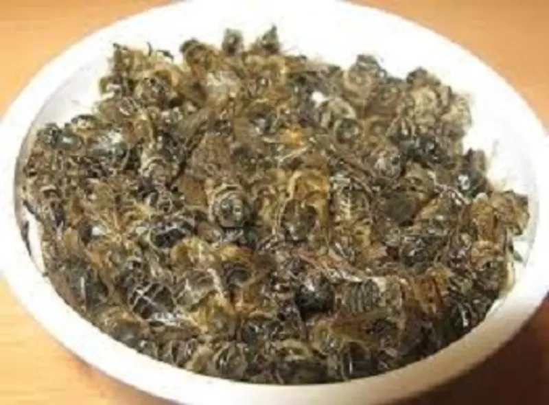 20% настойка пчелиного подмора 4