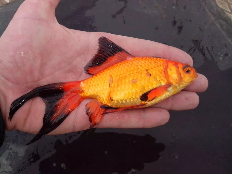 Золотая рыбка 2