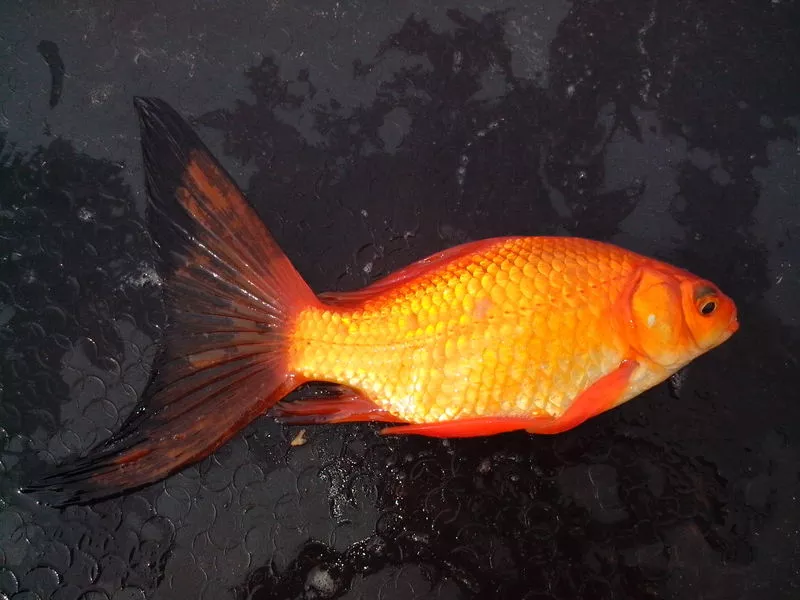 Золотая рыбка 3