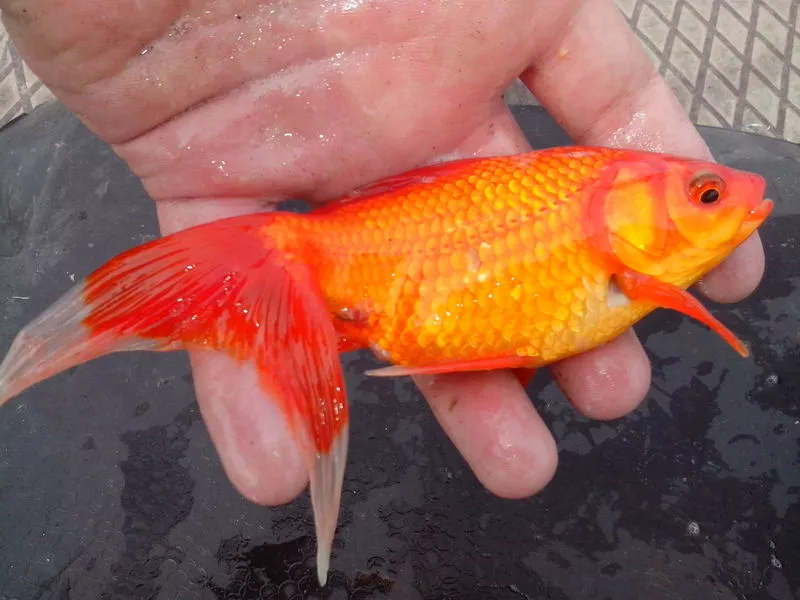 Золотая рыбка 4