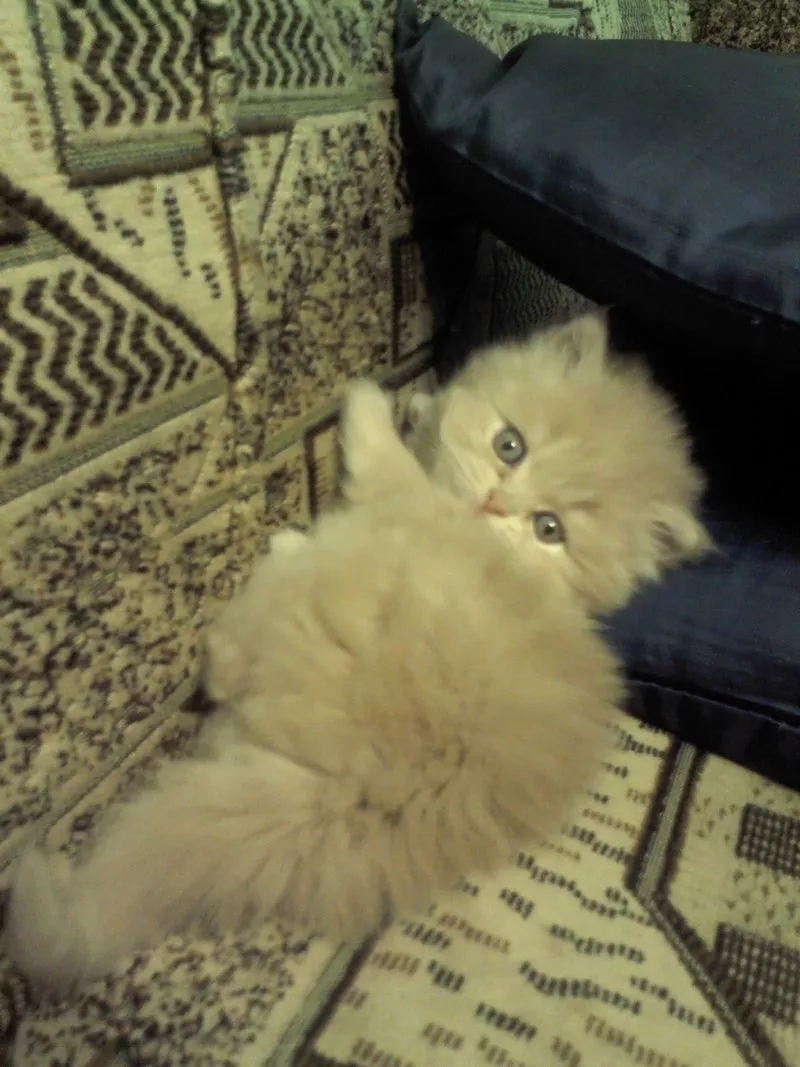 Персидский котенок-девочка от титулованных  выставочных котов