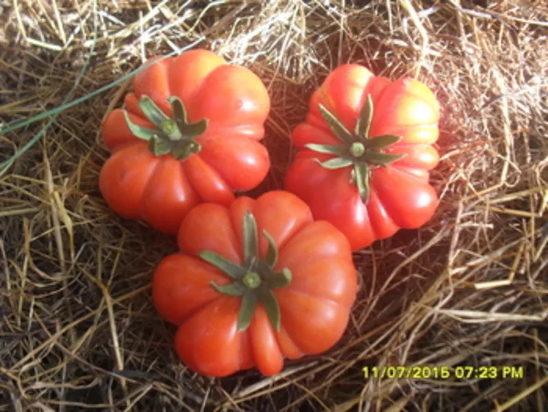 Продам семена коллекционных томатов. 2