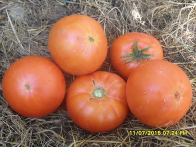 Продам семена коллекционных томатов. 3