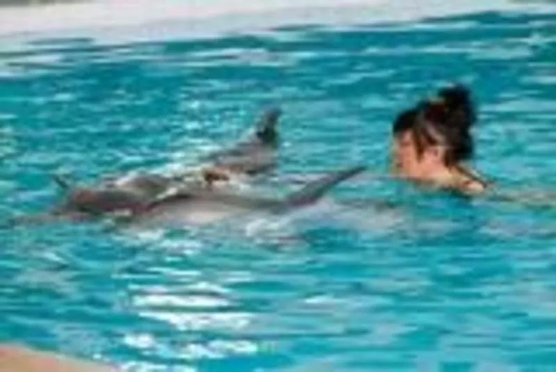 подарок на День рождения: Сертификат на купание с дельфином 2