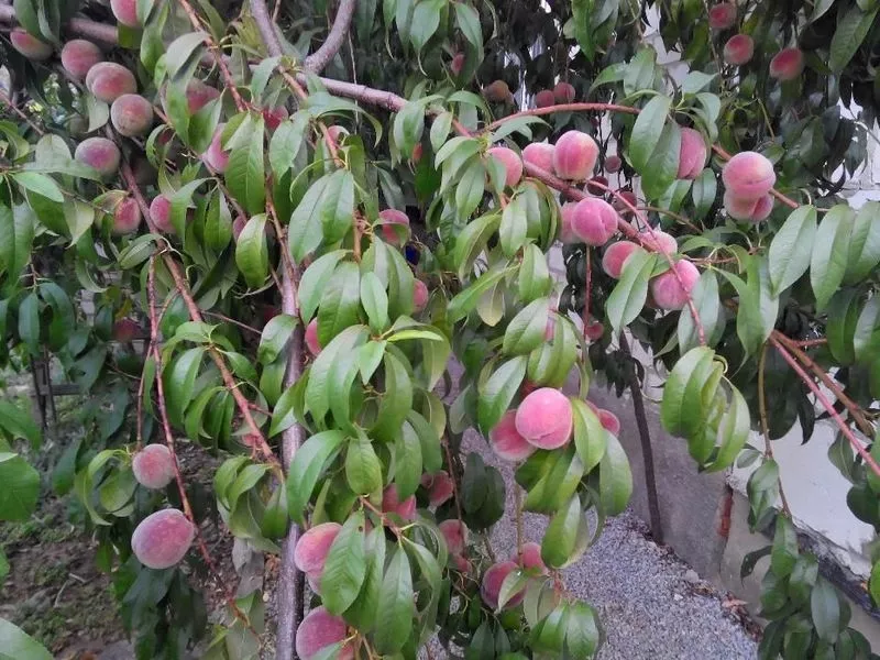 Саженцы  однолетнего кустового персика 2