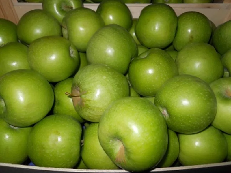 Продам яблоки разных сортов 7