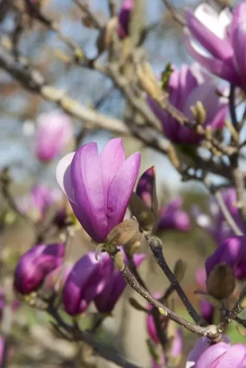 Магнолия лилиецветная Лилиефлора Нигра ( Magnolia liliiflora “Nigra”) 