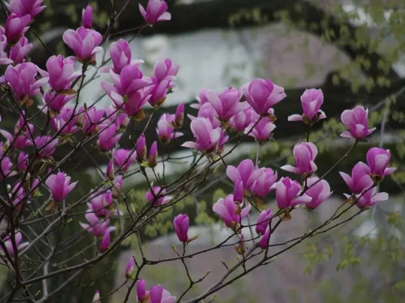 Магнолия лилиецветная Лилиефлора Нигра ( Magnolia liliiflora “Nigra”)  4