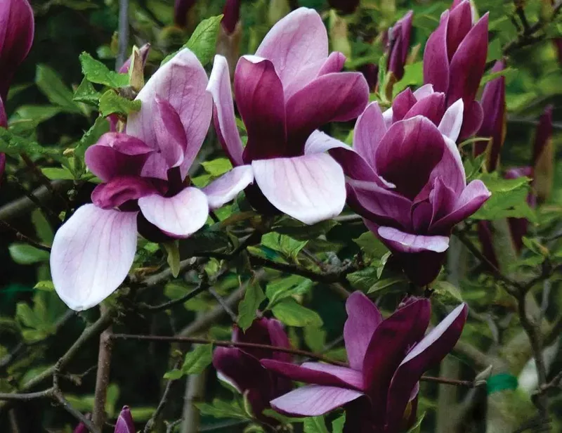 Магнолия лилиецветная Лилиефлора Нигра ( Magnolia liliiflora “Nigra”)  2