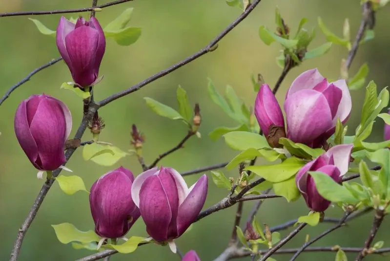 Магнолия лилиецветная Лилиефлора Нигра ( Magnolia liliiflora “Nigra”)  3
