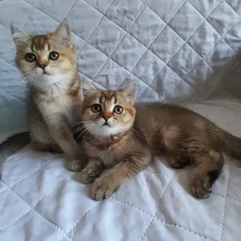 Скоттиш-страйт. Золотенький хлопчики 5