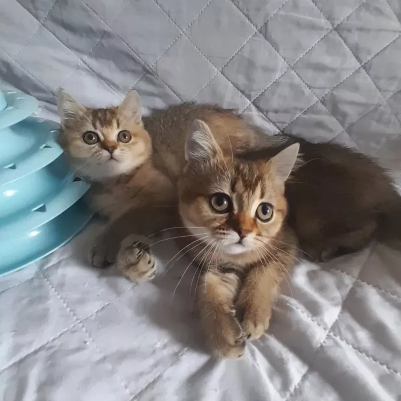 Скоттиш-страйт. Золотенький хлопчики 2