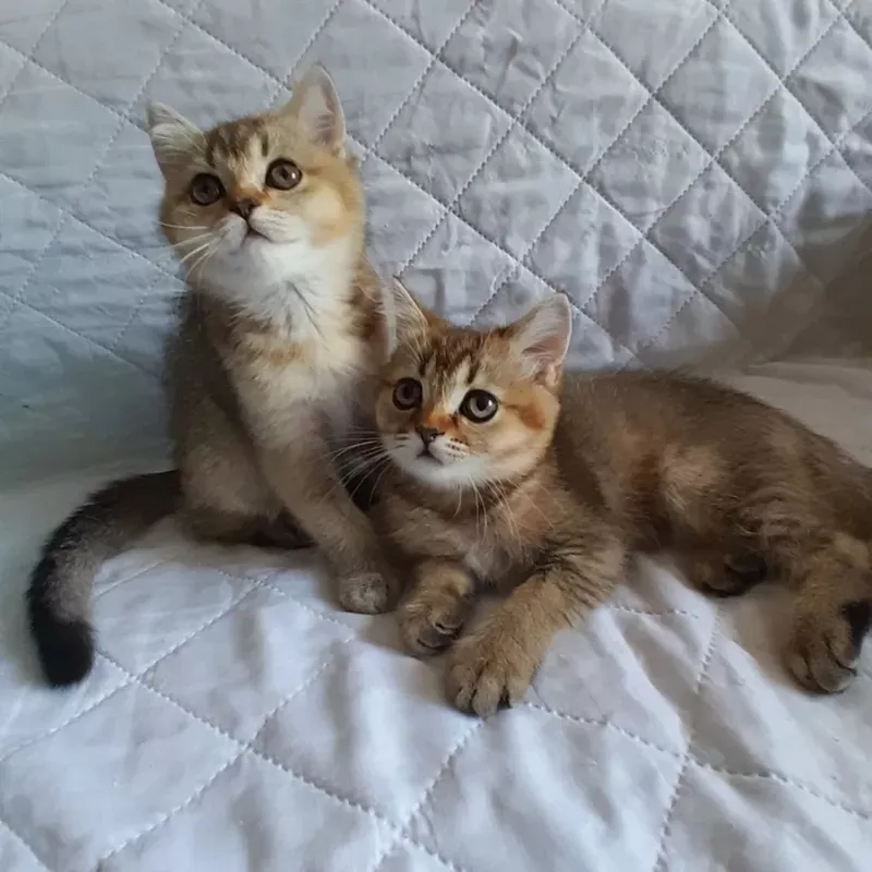Кошенята скоттиш-страйт від породистих батьків 2
