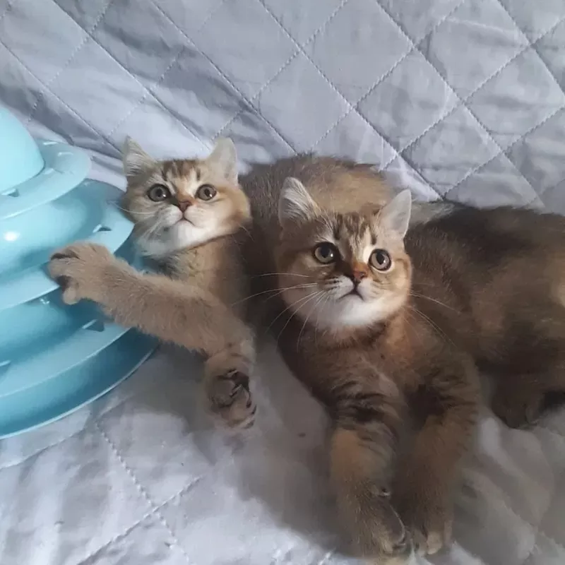 Кошенята скоттиш-страйт від породистих батьків 4