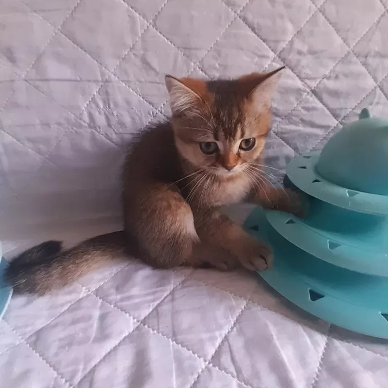 Кошенята скоттиш-страйт від породистих батьків 5