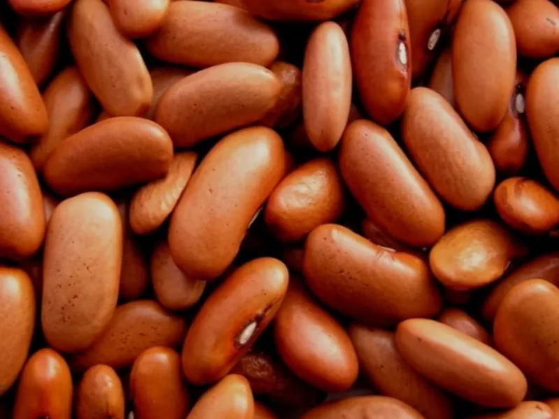 Квасоля сортова оптом від виробника 