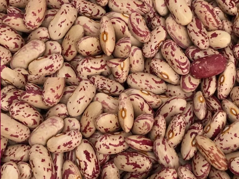 Продаємо квасолю різних сортів. В наявності є різні сорти