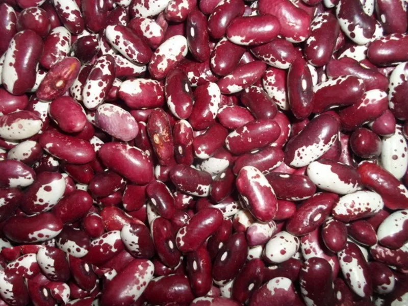 Продаж квасолі оптом в Україні