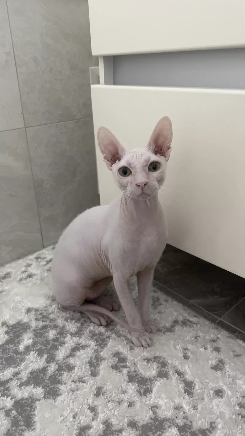 Киця канадський сфінкс, 10 місяців