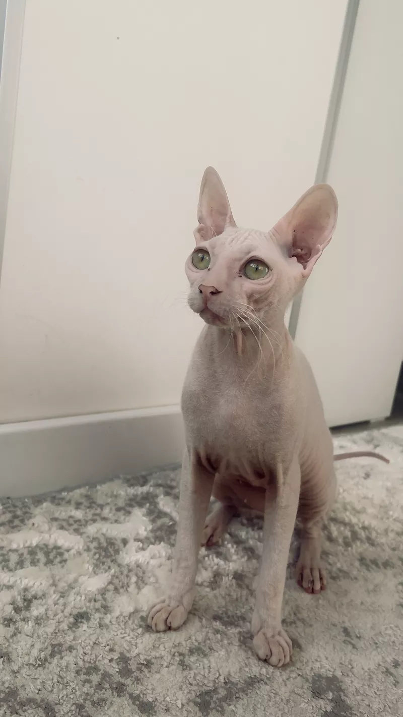 Киця канадський сфінкс, 10 місяців 2