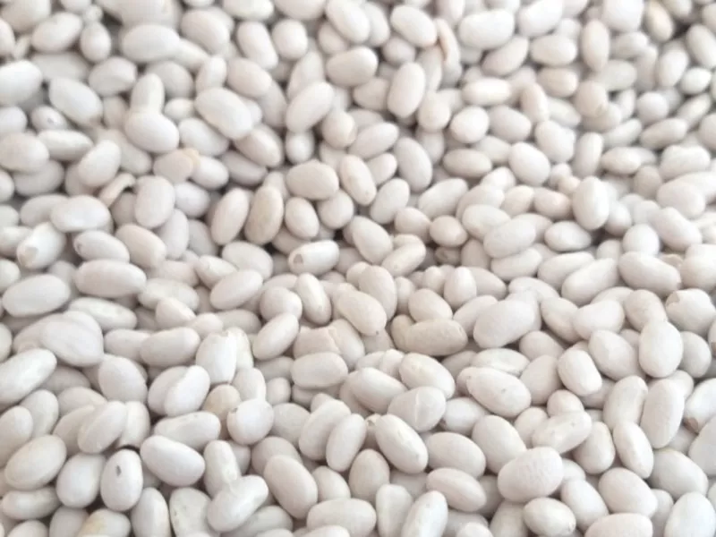 Пропонуємо квасолю від виробника у великих обсягах різних сортів. 